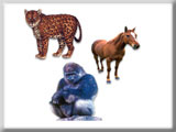 AGRAPHA Animals