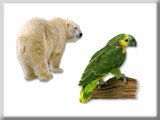 AGRAPHA ANIMALS 6