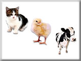 Animals 2