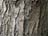 Bark