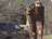 Big Foot