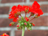 Bloomin' eck