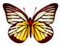 Butterfly Beauties