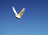 Sam+Fen: Flying Cockatoo