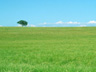 Green Meadows