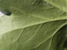 Green Vains