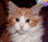 Simpsons and Kitties