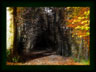 The Road Not Taken