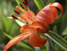 Tiger Lilly 1