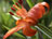 Tiger Lily 1