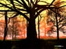 Banyan