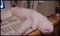Fat Cat!