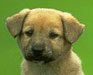 Doggie Drool