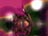Groovey