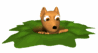 Ground Suirrel