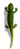 Lizard