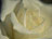 Gardenia