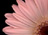 Daisy In Pink