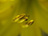 Tiger Anthers