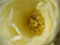 Ivory Rose