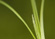 Growing Grasses