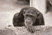 Head Shakin' Monkie