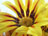Painted Daisy 4