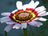Painted Daisy
