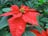 Pointsettia