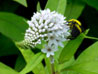 Bumble