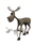 Moose