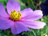 Purple Daisy