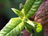 Springbuds 5
