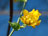 Springbuds