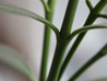 Stem