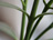 Stem