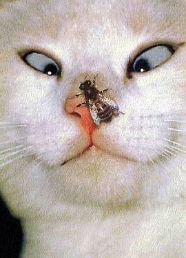 Bug Off!