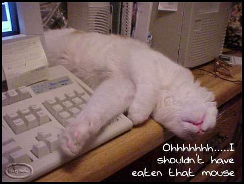 Fat Cat