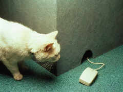 Hi Tech Cat and Mouse