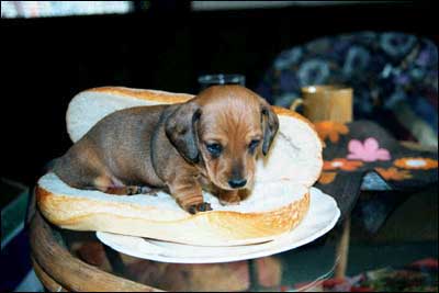 Hot Dog!