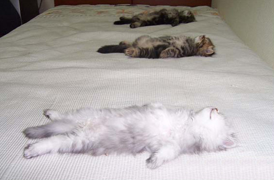 Kitties!!!!