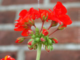 Bloomin' eck