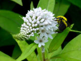 Bumble
