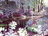 Delden Forest