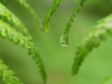 Fern Up-Close 2