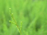 Fern Up-Close 3