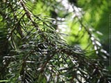 Fern