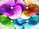 Flowerage 4 by 