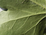 Green Vains