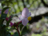 Lone Flower